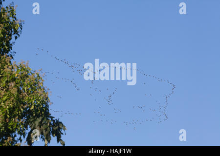 Pink-footed Gänse beantworten Brachyrhynchus. Flug-Bildung. Überwinternde Norfolk. England. VEREINIGTES KÖNIGREICH. Stockfoto