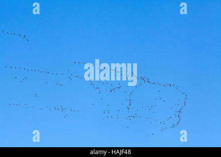 Pink-footed Gänse beantworten Brachyrhynchus. Flug-Bildung. Überwinternde Norfolk. England. VEREINIGTES KÖNIGREICH. Stockfoto