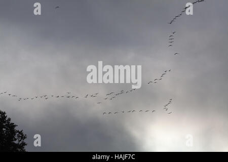 Pink-footed Gänse beantworten Brachyrhynchus. Flug-Bildung. Überwinternde Norfolk. England. VEREINIGTES KÖNIGREICH. Stockfoto