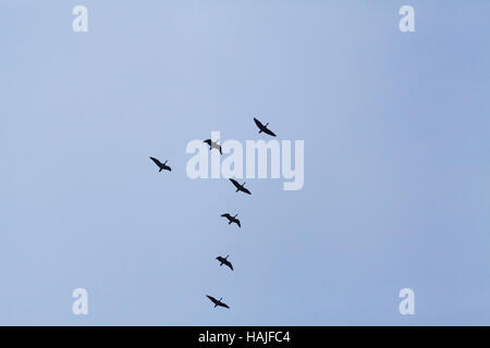 Pink-footed Gänse beantworten Brachyrhynchus. Flug-Bildung. Überwinternde Norfolk. England. VEREINIGTES KÖNIGREICH. Stockfoto