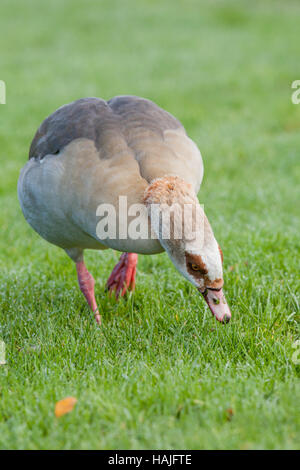 Nilgans (Alopochen Aegyptiacus). Beweidung. Erwachsene Gefieder. Potter Heigham. Norfolk Broads. Broadland. East Anglia. England. Stockfoto