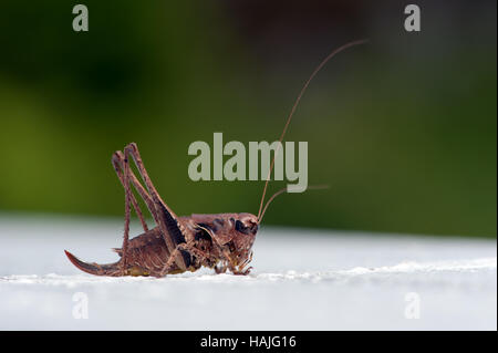 Die dunklen Bush-Cricket (Pholidoptera Griseoaptera) ist eine flugunfähigen Arten von Bush-Cricket mit einem grünen defokussierten Hintergrund Stockfoto