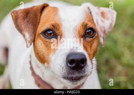 Jack Russell weiblich Hund Portrait, ausdrucksvollen Augen Stockfoto