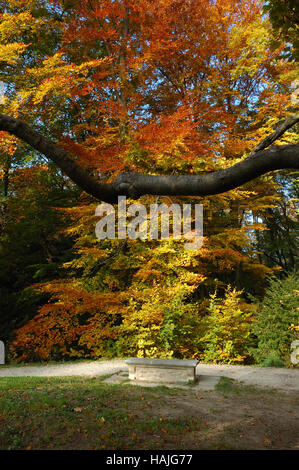 Steinerne Parkbank inmitten von Bäumen in herbstlichen Farben. Stockfoto