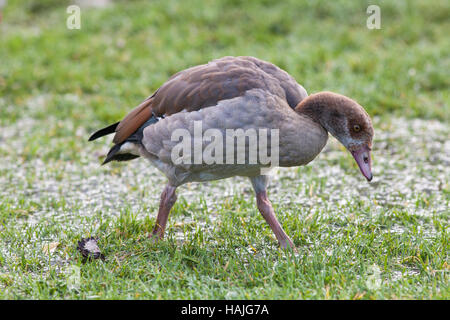 Nilgans (Alopochen Aegyptiacus). Ersten Winterkleid. Jugendkriminalität, unreif. Stockfoto