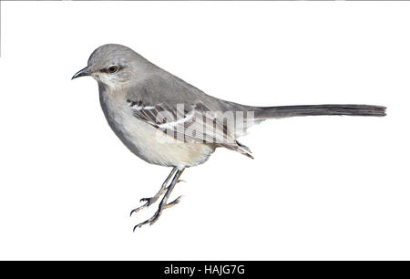 Spottdrossel (Mimus Polyglottos) Porträt isoliert auf einem weißen Hintergrund. Stockfoto