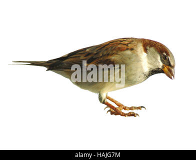 Rock Sparrow (Petronia Petronia) isoliert auf weiß in interessanten pose Stockfoto