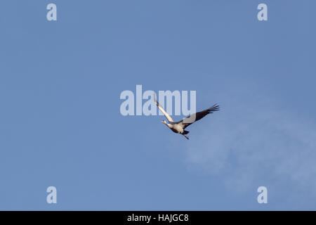 Gemeinsame oder europäischen Kran. Grus Grus. Nachhaltige Flug. Hickling. Broadland. Norfolk. East Anglia. VEREINIGTES KÖNIGREICH. Stockfoto