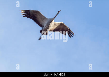 Gemeinsame oder europäischen Kran. Grus Grus. Nachhaltige Flug. Hickling. Broadland. Norfolk. East Anglia. VEREINIGTES KÖNIGREICH. Stockfoto