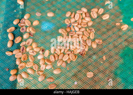 Grünen, ungerösteten Kaffeebohnen bereit manuell ausgewählt werden Stockfoto