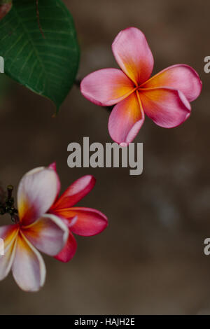 Rosa Frangipani-Blüten Stockfoto