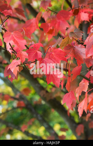 Acer Rubrum rote Sonnenuntergang. Rot-Ahorn-Baum im Herbst. UK Stockfoto