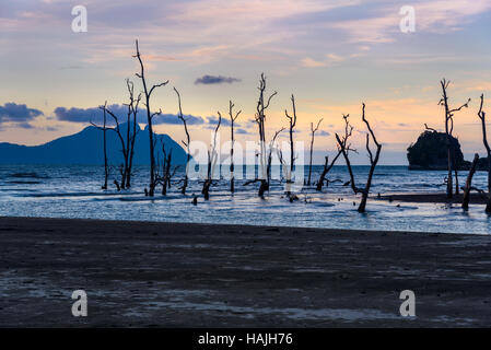 Toten Mangroven am Strand bei Sonnenuntergang. Bako Nationalpark, Sarawak. Borneo. Malaysien Stockfoto