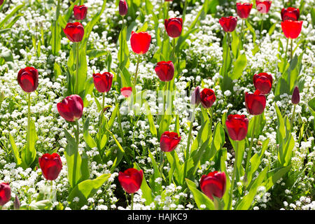 Hintergrund wachsender Tulpen auf die Hintergrundfarbe. Stockfoto