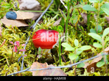 Junge rote Pilz in dem grünen, grünen Rasen Stockfoto