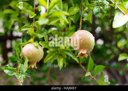 Granatapfel-Frucht wächst auf den grünen Zweigen Stockfoto