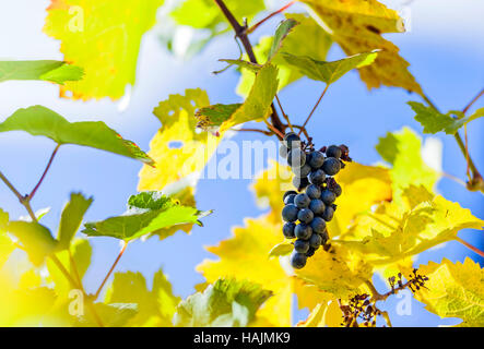 Blaue Rebe Weinblätter am Weinstock mit einigen in einer steirischen Wein route Stockfoto