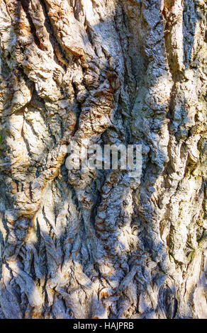Rinde der Schwarz-Pappel (Populus Nigra) Herefordshire UK Stockfoto