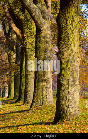 Eiche Quercus Robur im Herbst beim Felbrigg Norfolk UK Stockfoto