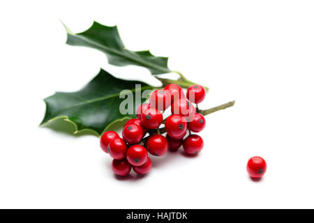 Stechpalme (Ilex Aquifolium) Blätter und Früchte Stockfoto