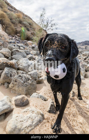 Ein schmutziges Labrador Retriever mit ihrem Ball nach einem Wurf in den Sand am Lake Mohave in Arizona Stockfoto