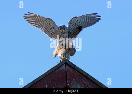 Paarung eurasischen Turmfalken auf dem Dach mit einem blauen Himmel im Hintergrund Stockfoto