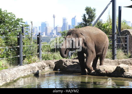 Taronga Zoo Sydney, Elefant, Stadt im Hintergrund Stockfoto