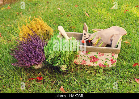 Gartenarbeit - Heidekraut Pflanzen Stockfoto