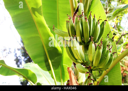 Bananenbaum im Dschungel Stockfoto