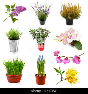 Sammlung mit verschiedenen Blumen und Pflanzen, isoliert auf weiss Stockfoto