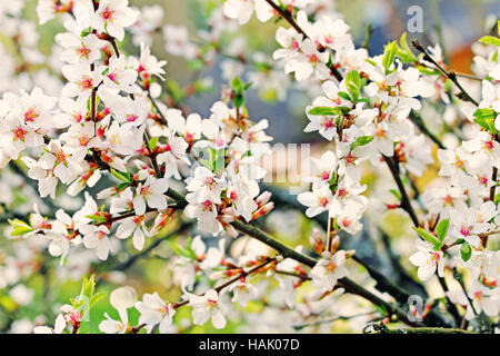 ein Zweig der weißen Frühlingsblüten Stockfoto