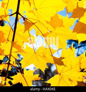Ahorn-Blätter im Herbst Stockfoto