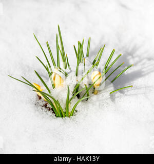 Gelbe Frühlingsblumen Krokus mit Schnee bedeckt Stockfoto