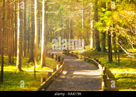 Pfad im Frühlingsgrün Wald auf sonnigen Tag Stockfoto