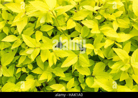 grünes Blatt-Textur-Hintergrund Stockfoto