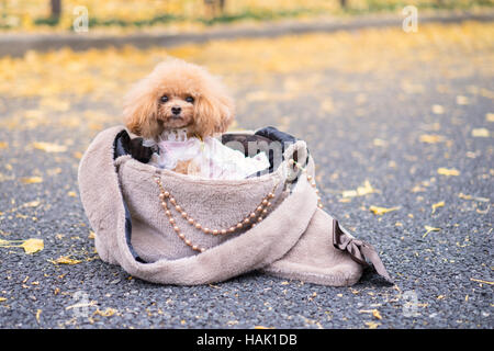 Hund in der Handtasche auf der Straße, Pudelhund sitzt auf Frau Handtasche und Kamera suchen. Stockfoto