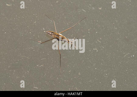 Eine gemeinsame Teich Skater (Gerris Lacustris). Stockfoto