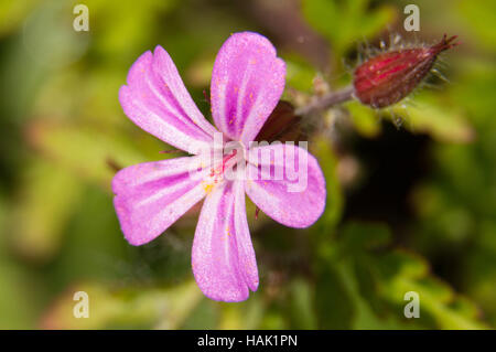 Eine Nahaufnahme einer Blume Kraut-Robert (Geranium Robertianum). Stockfoto