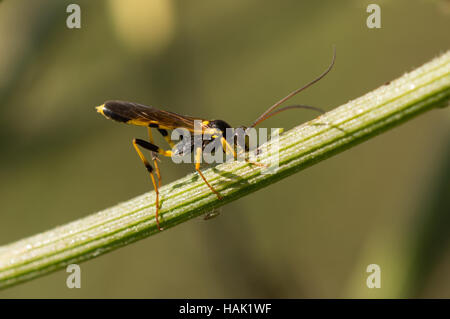 Ein Ichneumon Wasp (Amblyteles Armatorius). Stockfoto