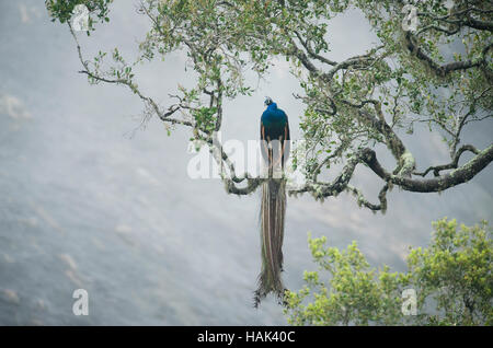 Indischen Pfauen oder Pfau (Pavo Cristatus) männlich, Yala-Nationalpark, Sri Lanka Stockfoto