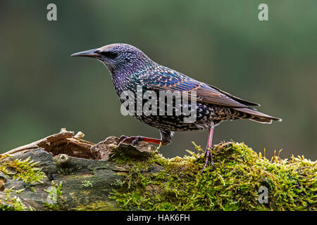 Gemeinsamen Starling / Europäische Star (Sturnus Vulgaris) thront auf Moos bedeckt Zweig Stockfoto