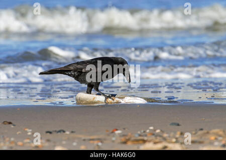 Aufräumvorgang AAS-Krähe (Corvus Corone) ernähren sich von Toten europäischen Meeraal (Conger Conger) am Strand an der Nordseeküste angeschwemmt Stockfoto