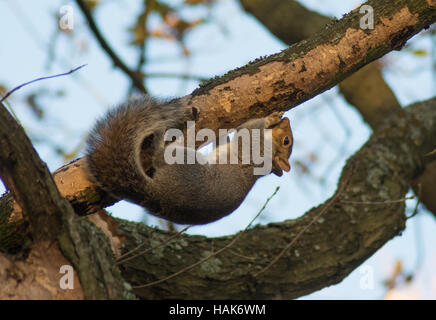Akrobatische Grauhörnchen (Sciurus Carolinensis) Rinde Essen, während an einem Ast hängen Stockfoto