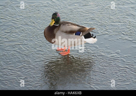 Stockente (Anas Platyrhynchos) zu Fuß auf zugefrorenen Teich in Hampshire, UK Stockfoto