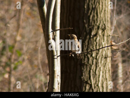 Rotdrossel (Turdus Iliacus) thront auf einem Baum im Sonnenlicht in Hampshire, UK Stockfoto