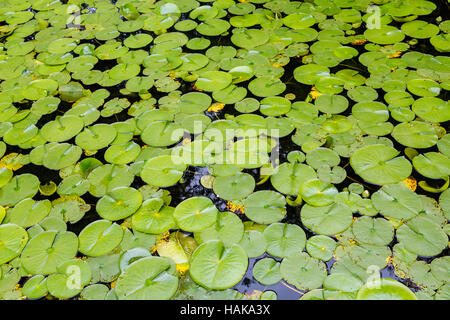 Grüne Seerosen mit Blüten in einem Garten-See Stockfoto