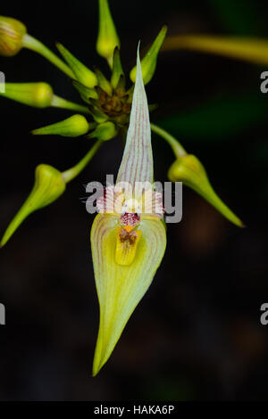 Bulbophyllum Blepharistes Rchb. F. seltene wilde Orchideen im Wald von Thailand, im Phu Kradueng Nationalpark Stockfoto