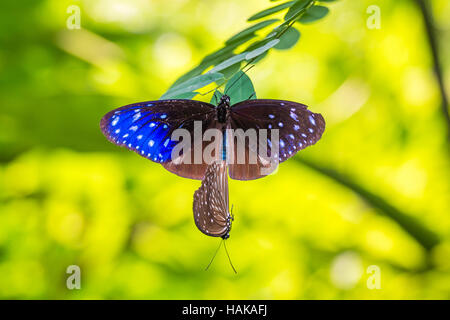 Paarung auf Baum - gestreifte blaue Krähe Schmetterling Schmetterling Stockfoto