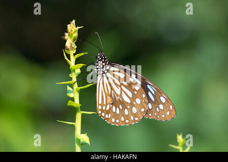 Blue Tiger trinken am Werk Stockfoto