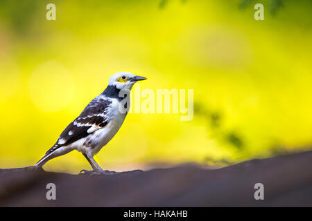 Schwarz-Kragen Starling hocken auf Stein mit grünem Hintergrund Stockfoto